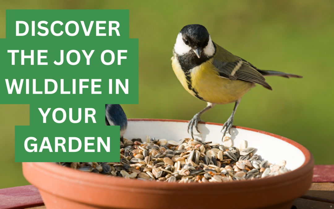 The Joy of Feeding Garden Birds – And the Wildlife You Might Spot This Spring