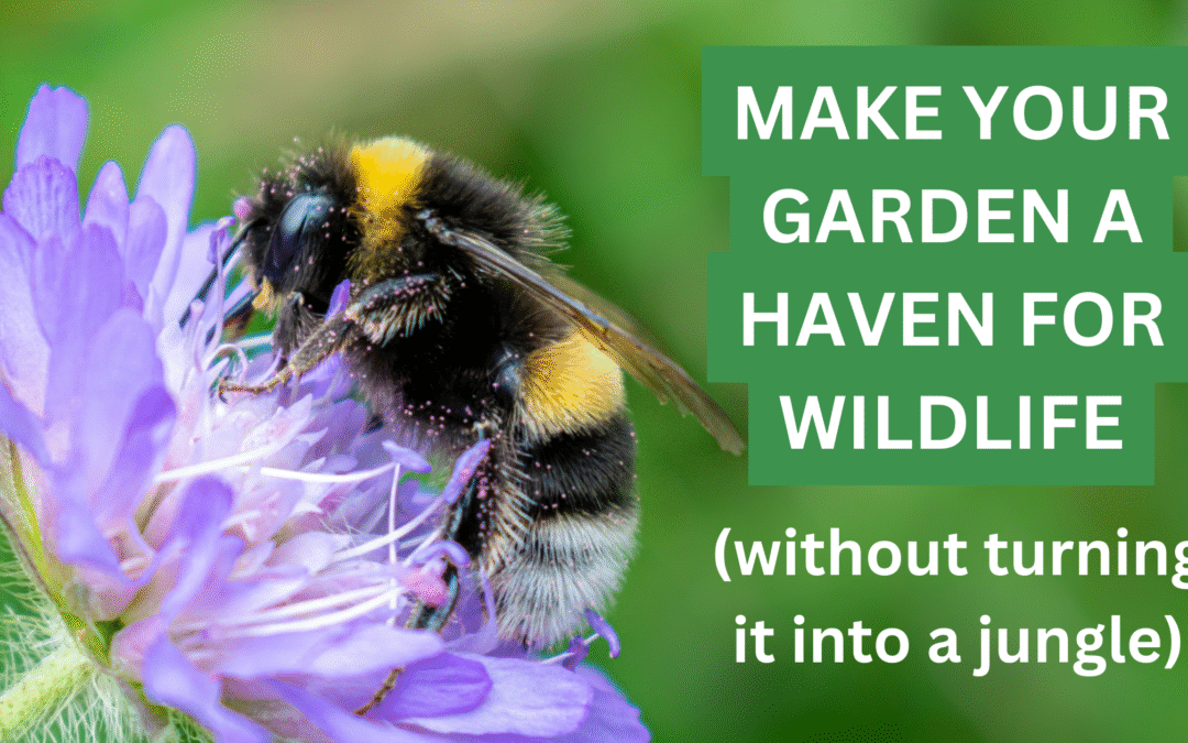 Make your garden a haven for wildlife (without turning it into a jungle)